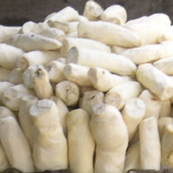 cassava