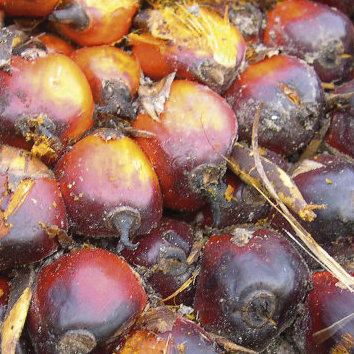 palmfrucht